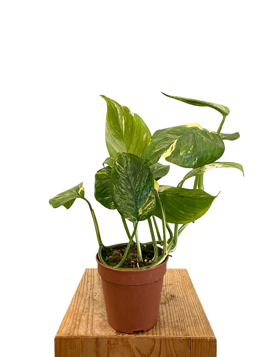 Rhapidophora Indo. Variegata