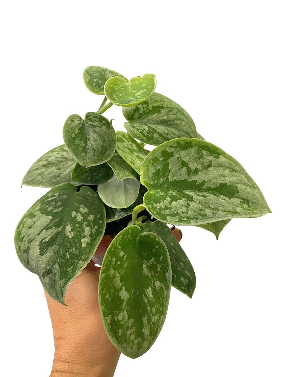 Scindapsus Silver Ann