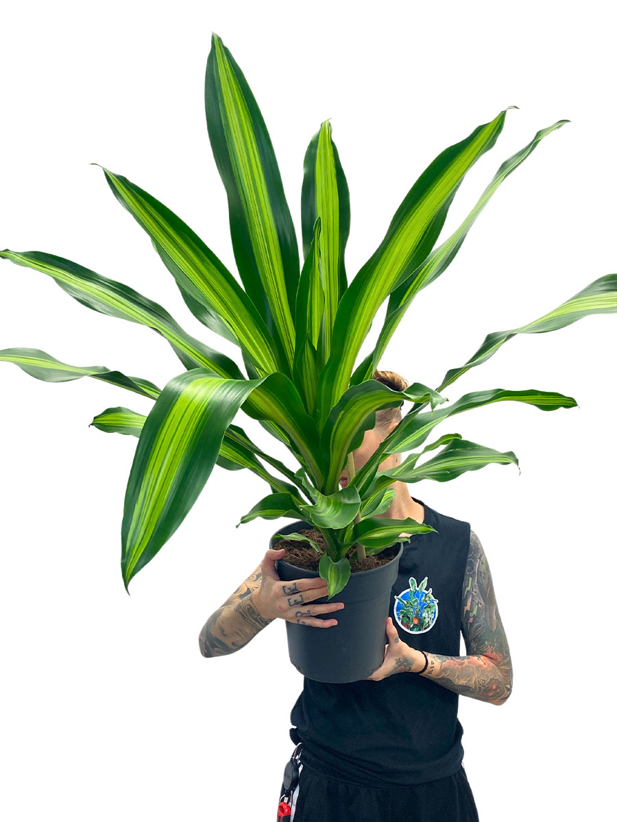 Dracaena Burley L