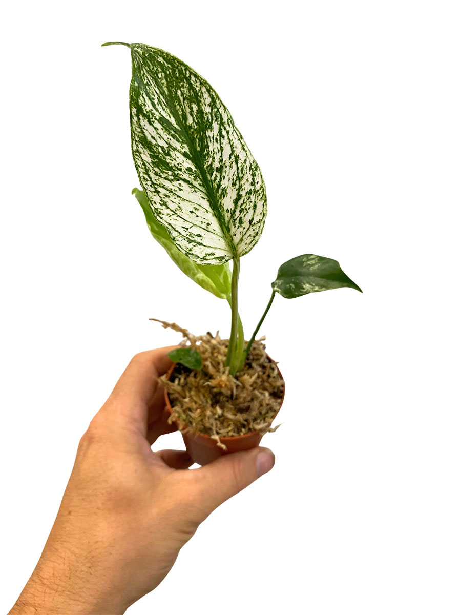 Baby Monstera Devil Monster - Ø7 cm