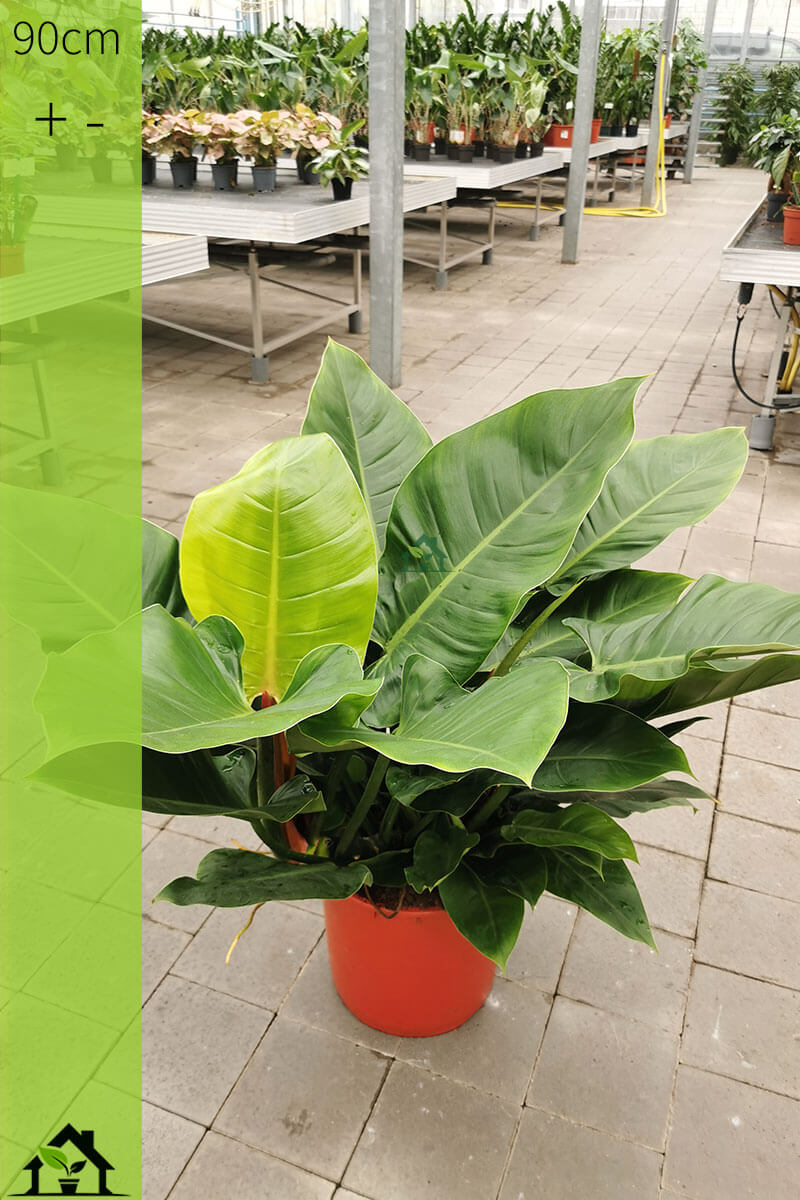 Philodendron Imperial Green 90cm