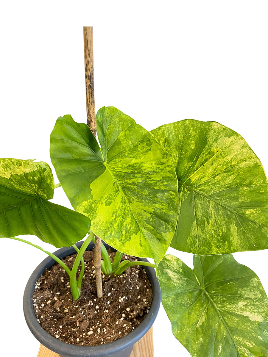 Alocasia Macrorrhiza Aurea