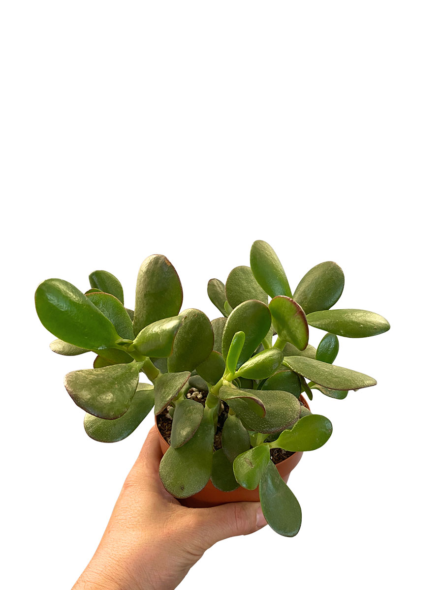 Geldbaum Crassula Ovata