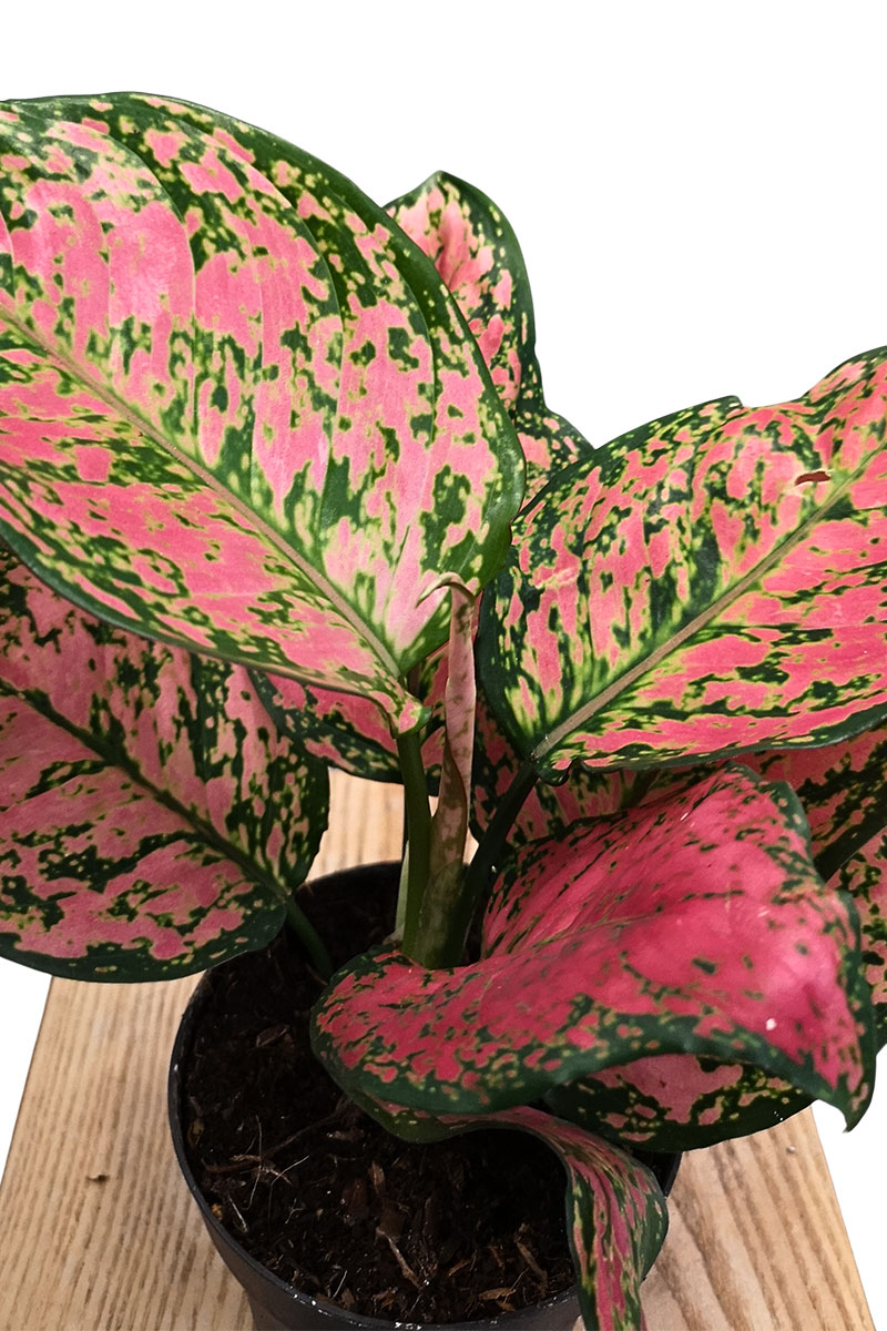 Aglaonema Crimson Love Aglaonema Crimson Love