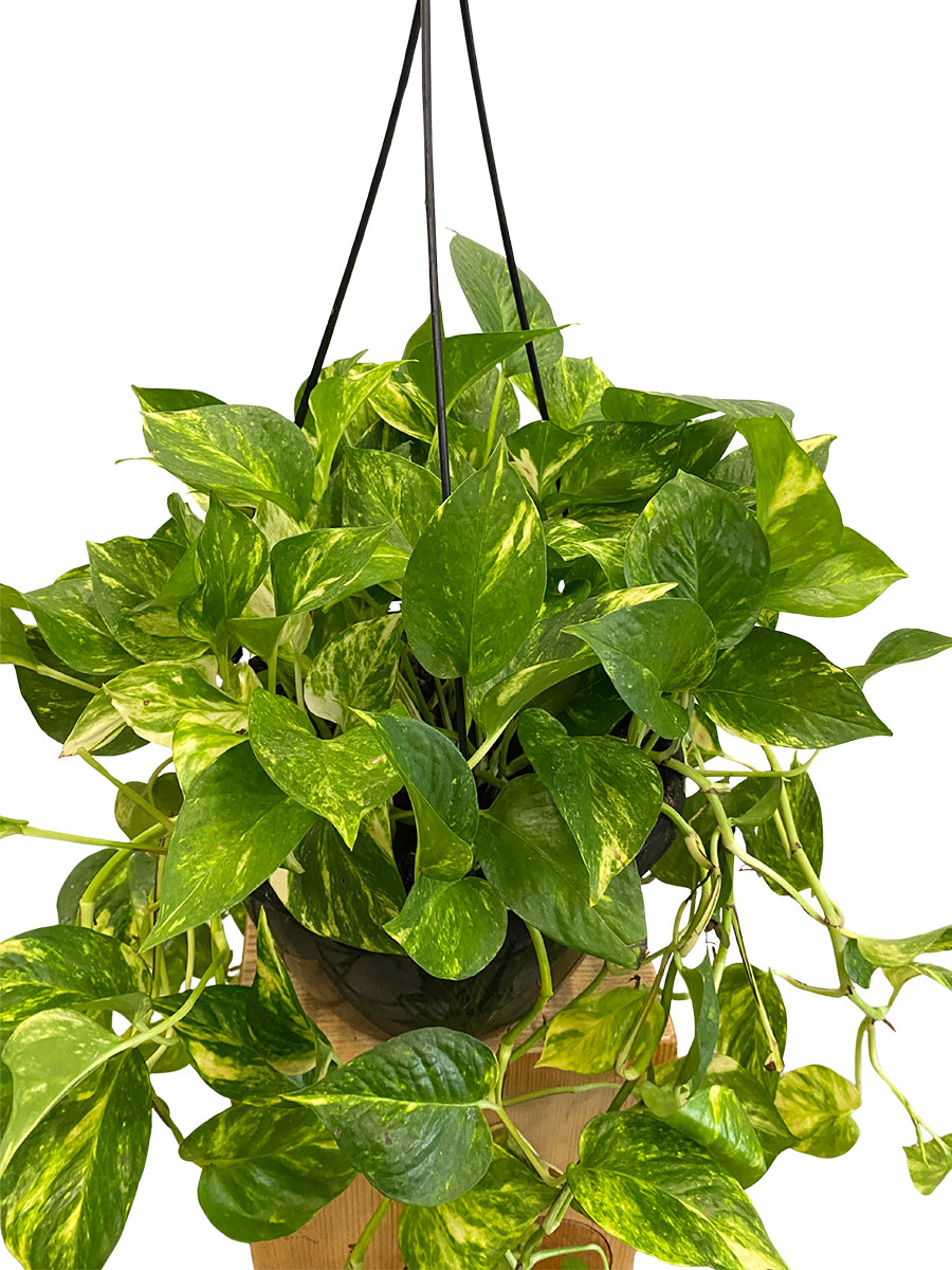 Hänger - Epipremnum Aureum - Gross