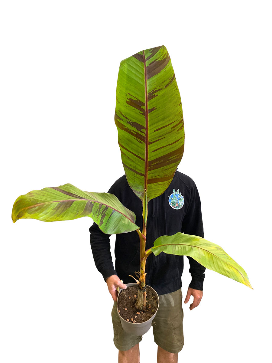Freilandbanane Musa Ever Red®