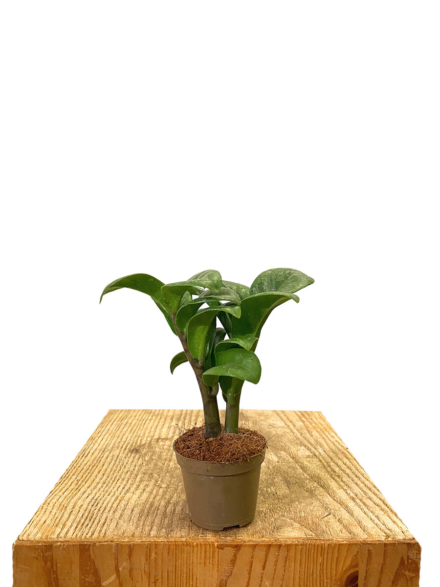 Baby Zamioculcas Zenzi