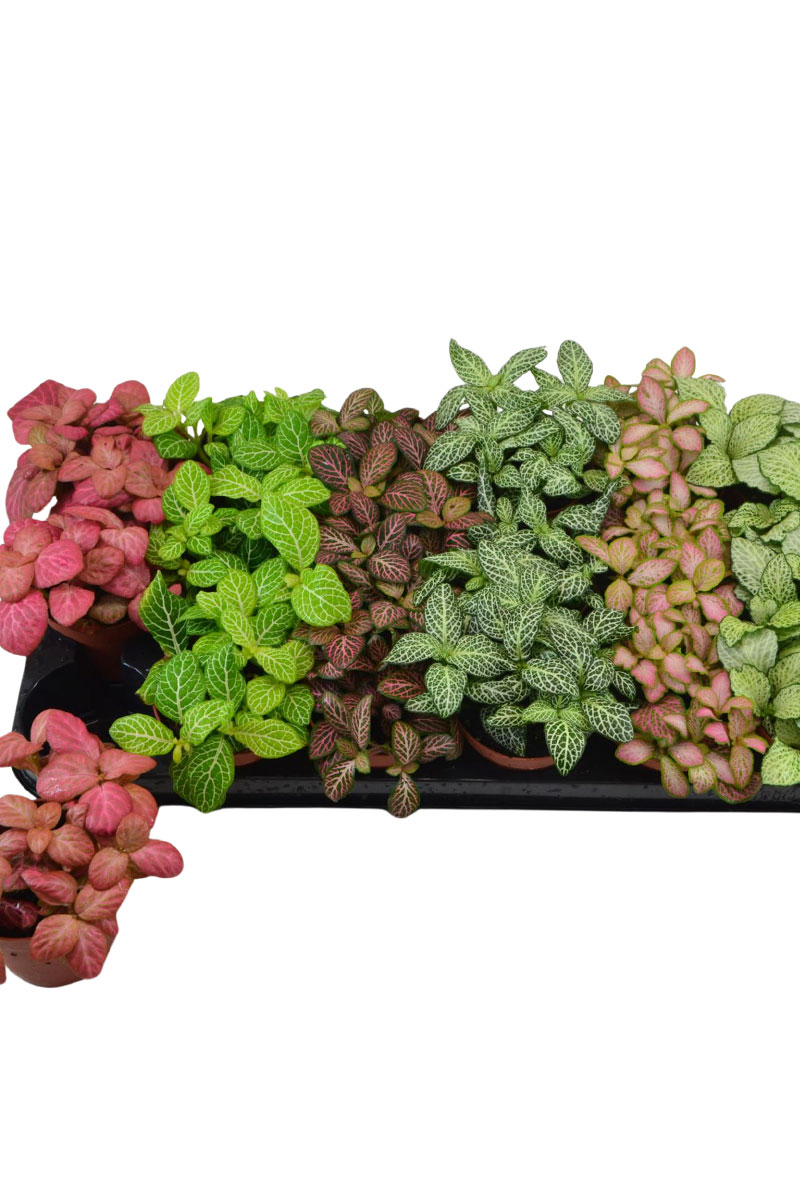 Mosaikpflanze Fittonia 7 Farben Mix - 21 Stk.