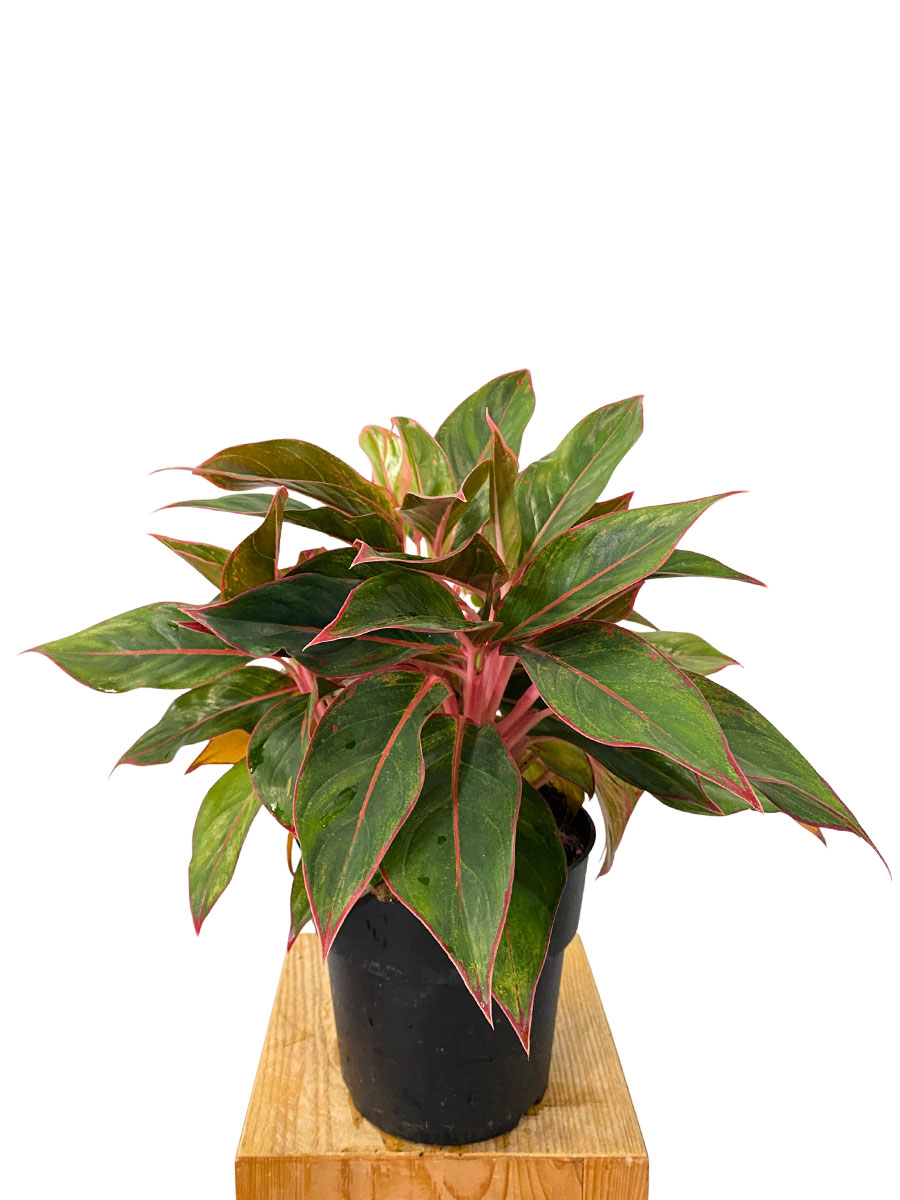 Aglaonema Jungle Red XL