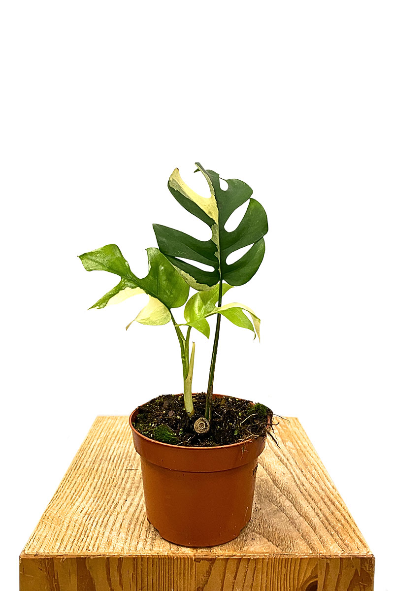 Monstera Minima Variegata