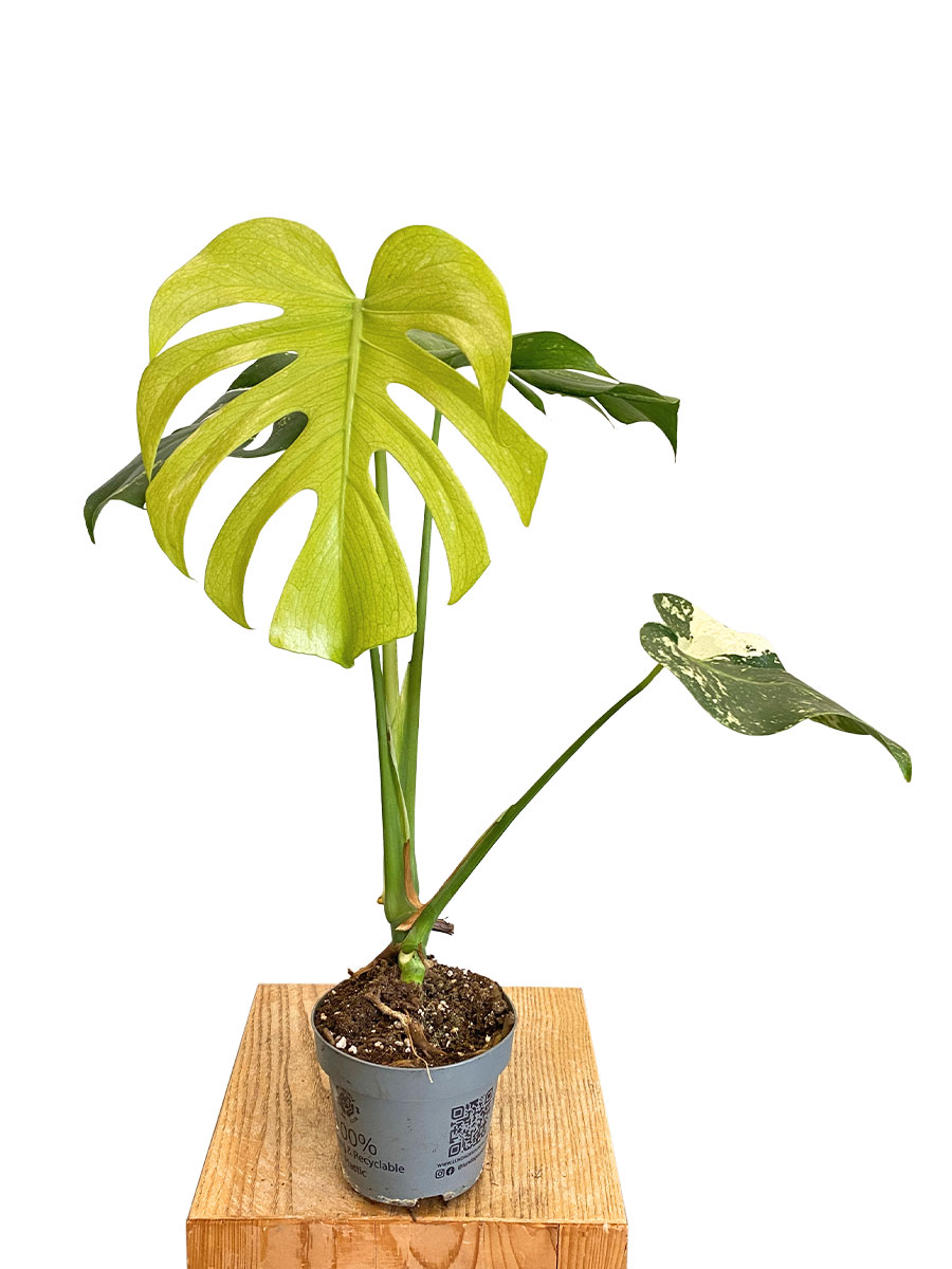 Monstera Deliciosa Mint Variegated