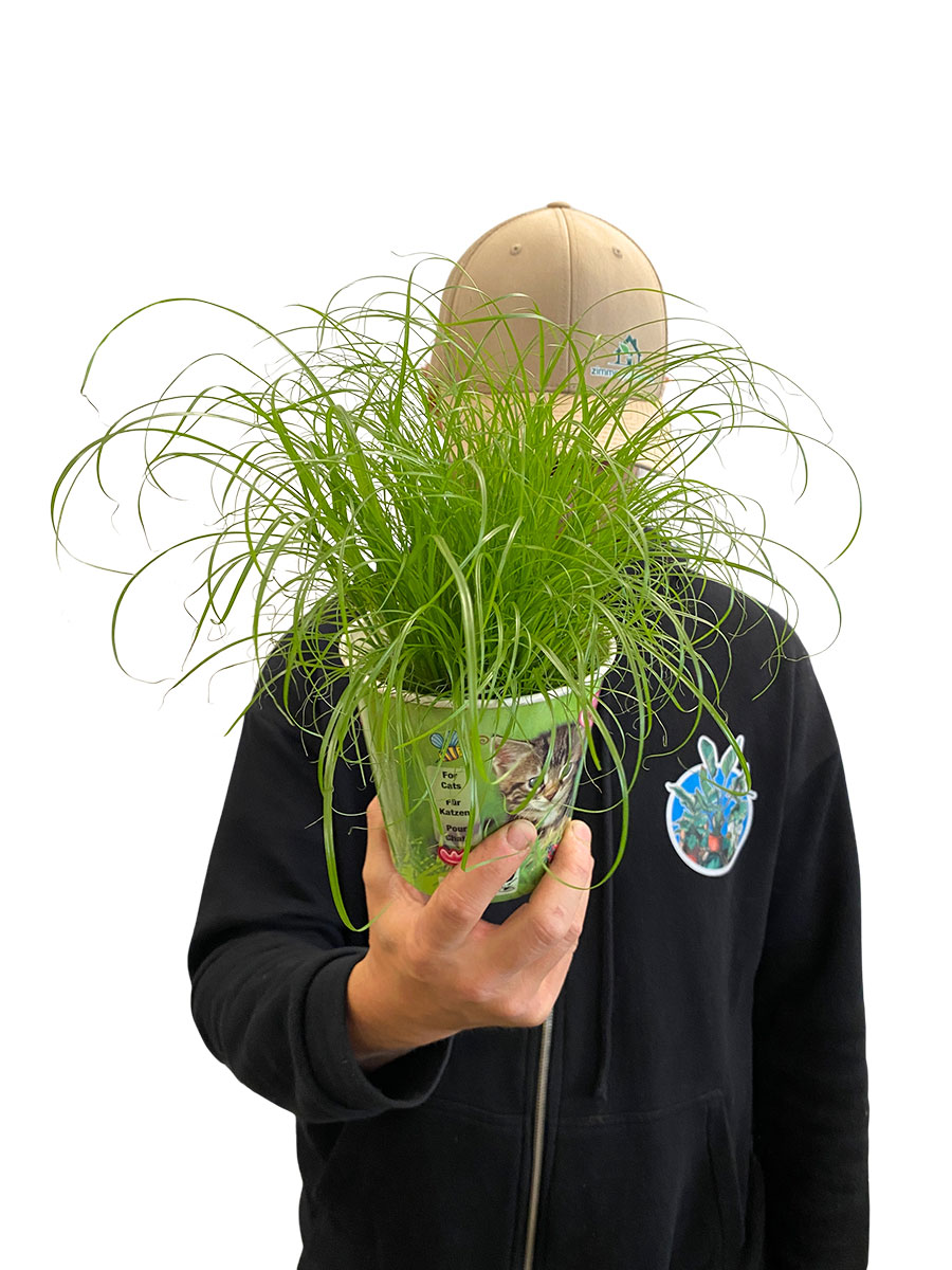 Echtes Katzengras Cyperus Alternifolius Bio