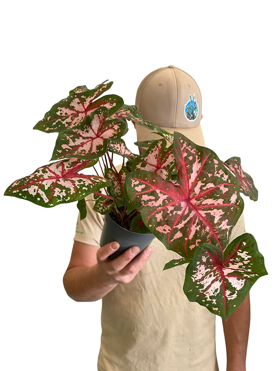 Caladium Carolyn Whorton
