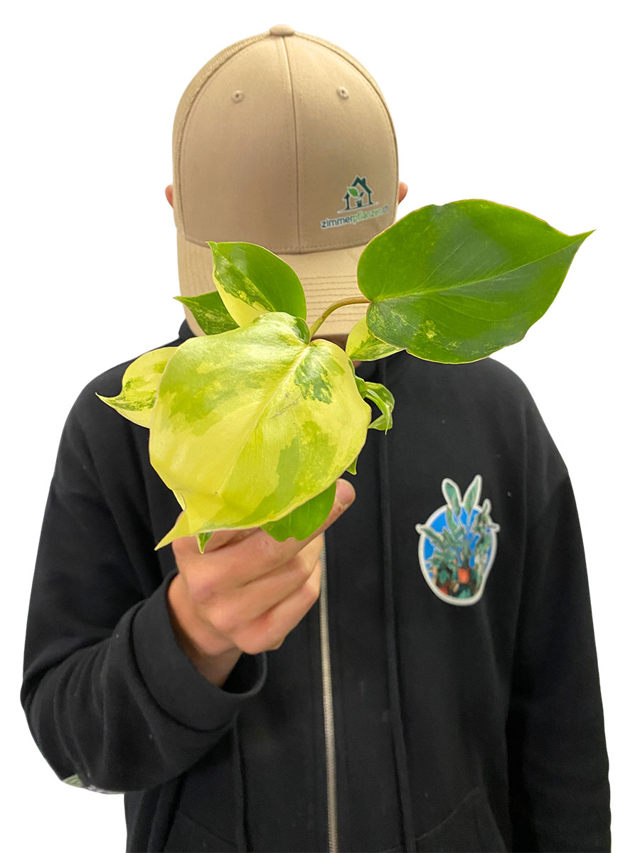 Baby Philodendron Burle Marx Variegata