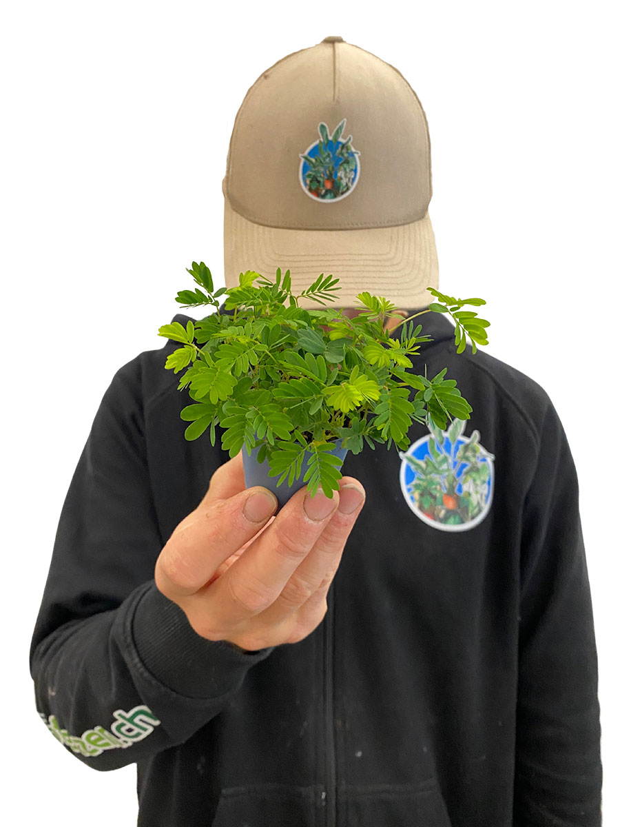 Baby Echte Mimose Mimosa Pudica