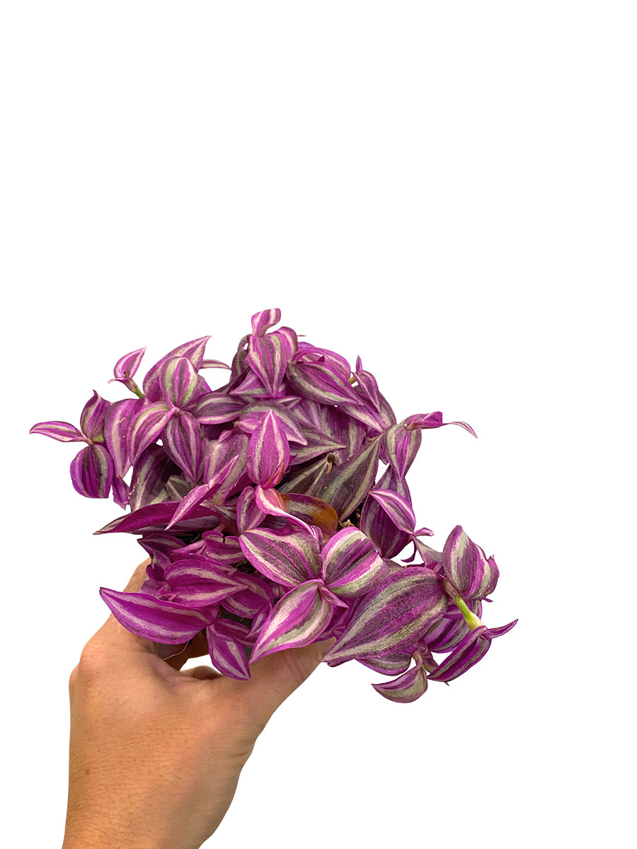 Tradescantia Zebrina Rosa Paradise