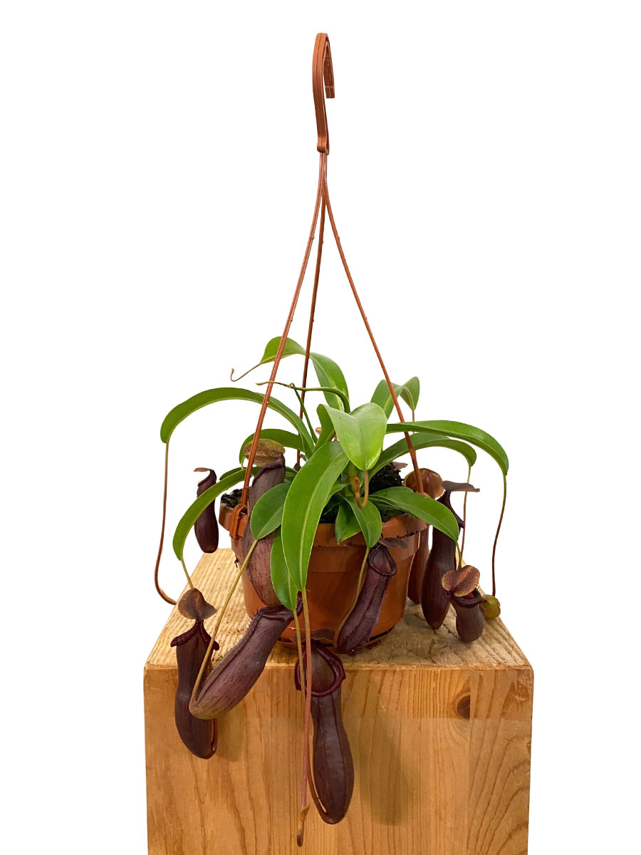 Hänger - Kannenpflanze Nepenthes Bill
