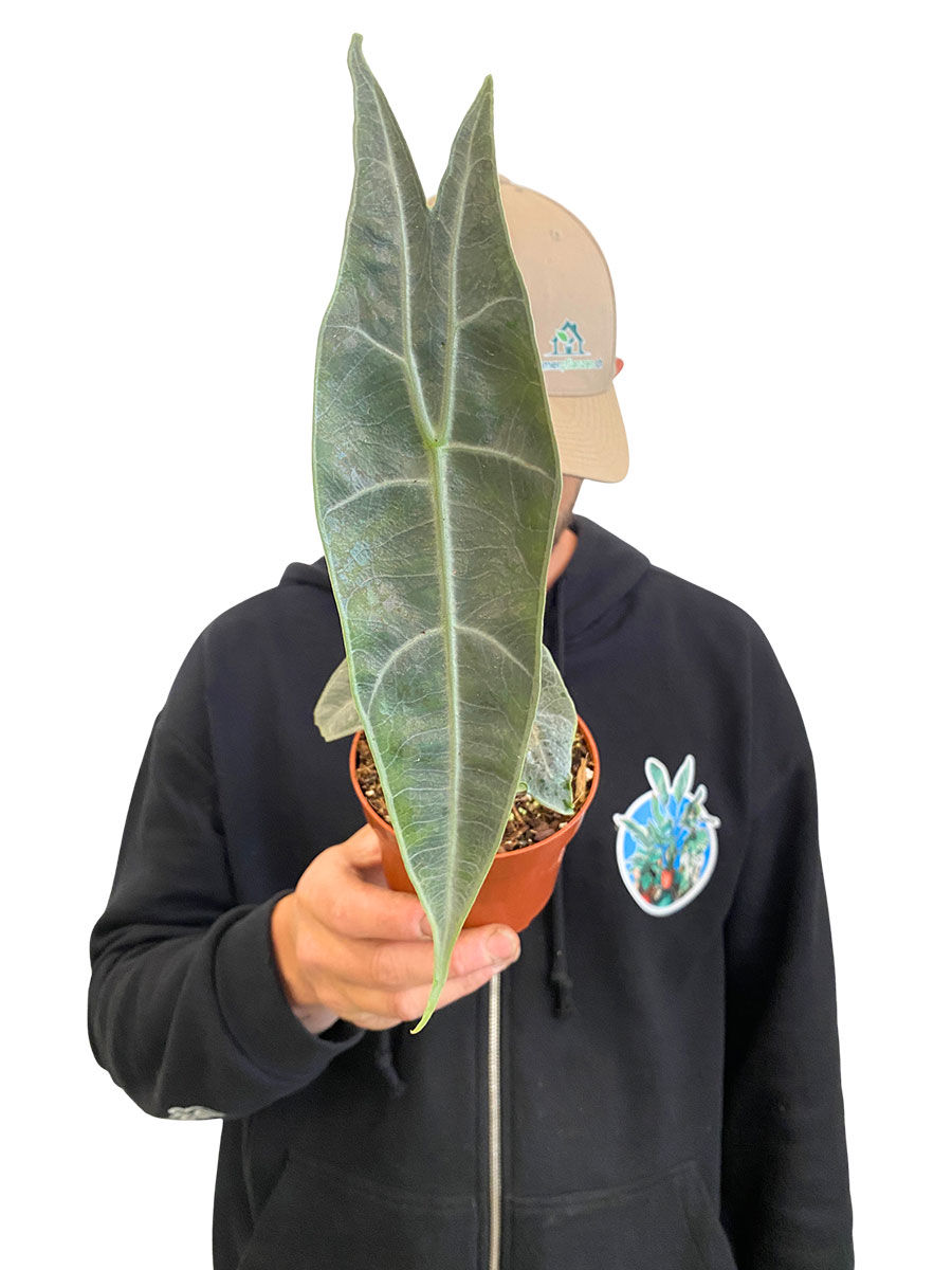 Alocasia Longiloba Silver