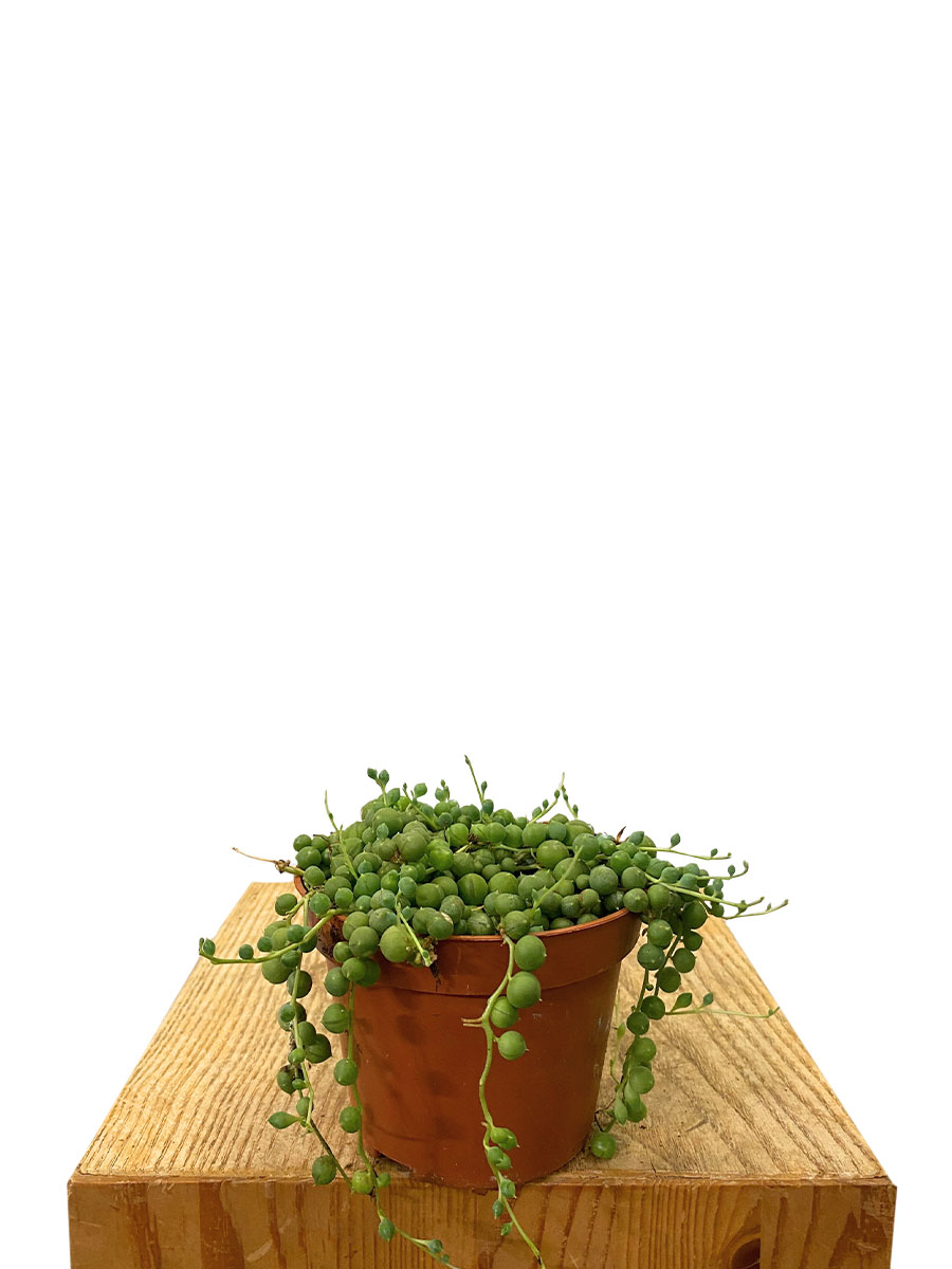 Erbsenpflanze Senecio Rowleyanus