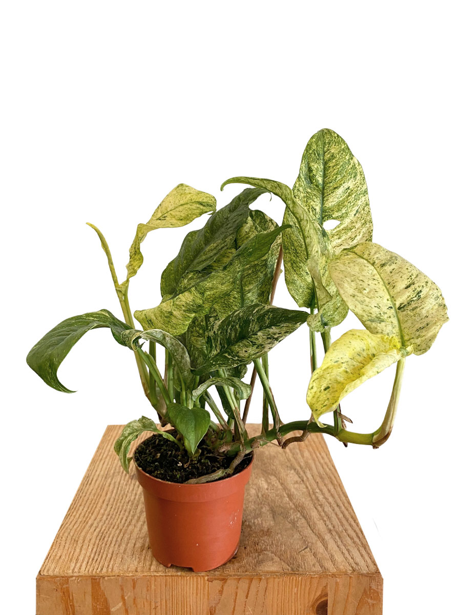 Rhaphidophora Puberula Variegata