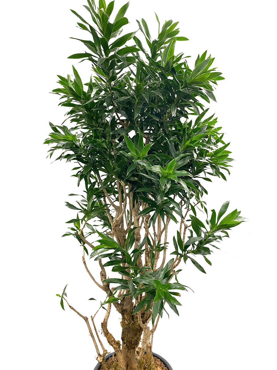 Dracaena Reflexa Verzweigt - Gross