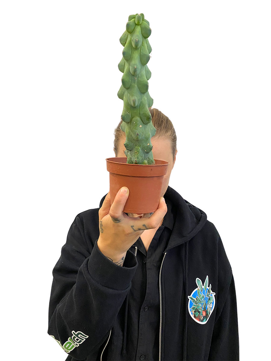 Myrtillocactus Geometrizans Boobie