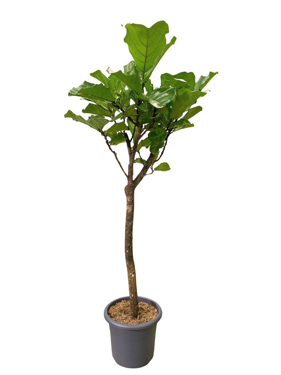 Ficus lyrata a fusto - Ø40 cm