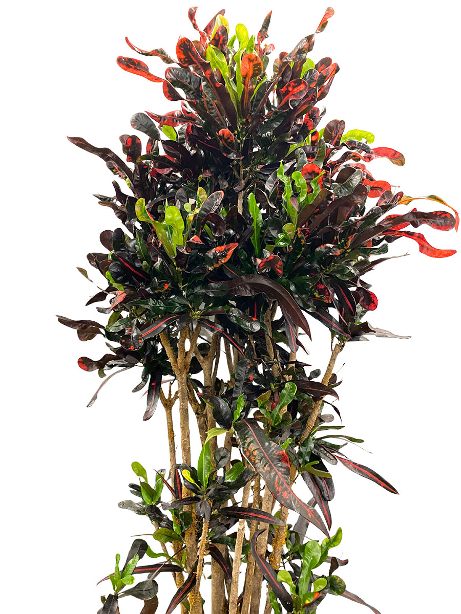 Wunderstrauch Codiaeum Mammi Verzweigt