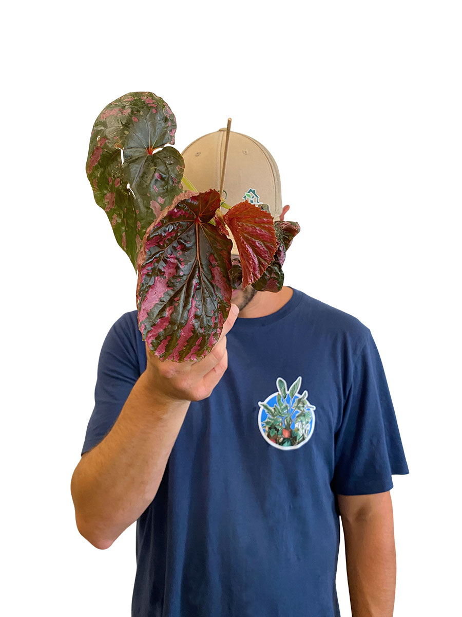 Begonia Brevirimosa