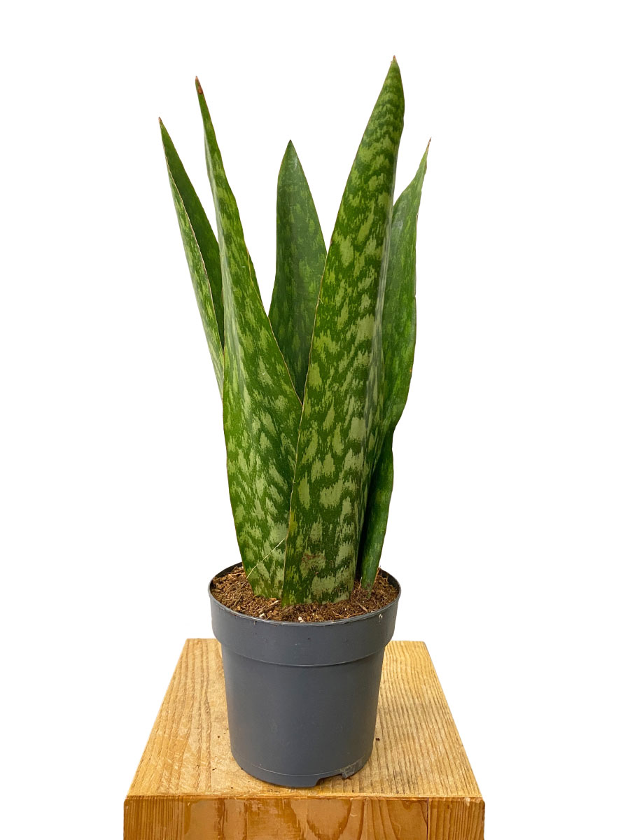 Sansevieria Jamaiquina Queen