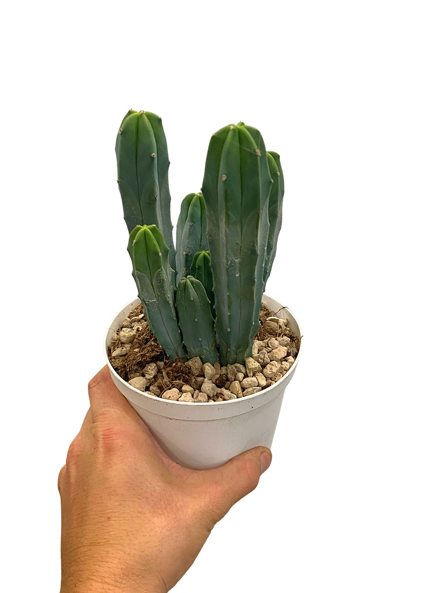 Myrtillocactus Geometrizans - Ø14