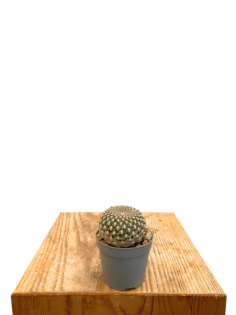 Sulcorebutia Arenacea