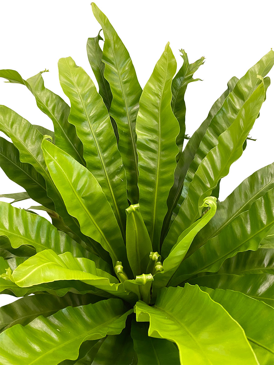 Nestfarn Asplenium Crissie - Gross