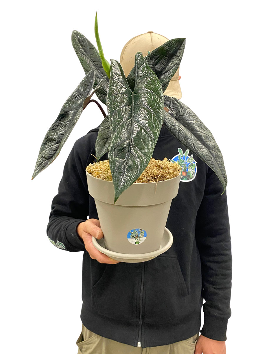 Alocasia Scalprum
