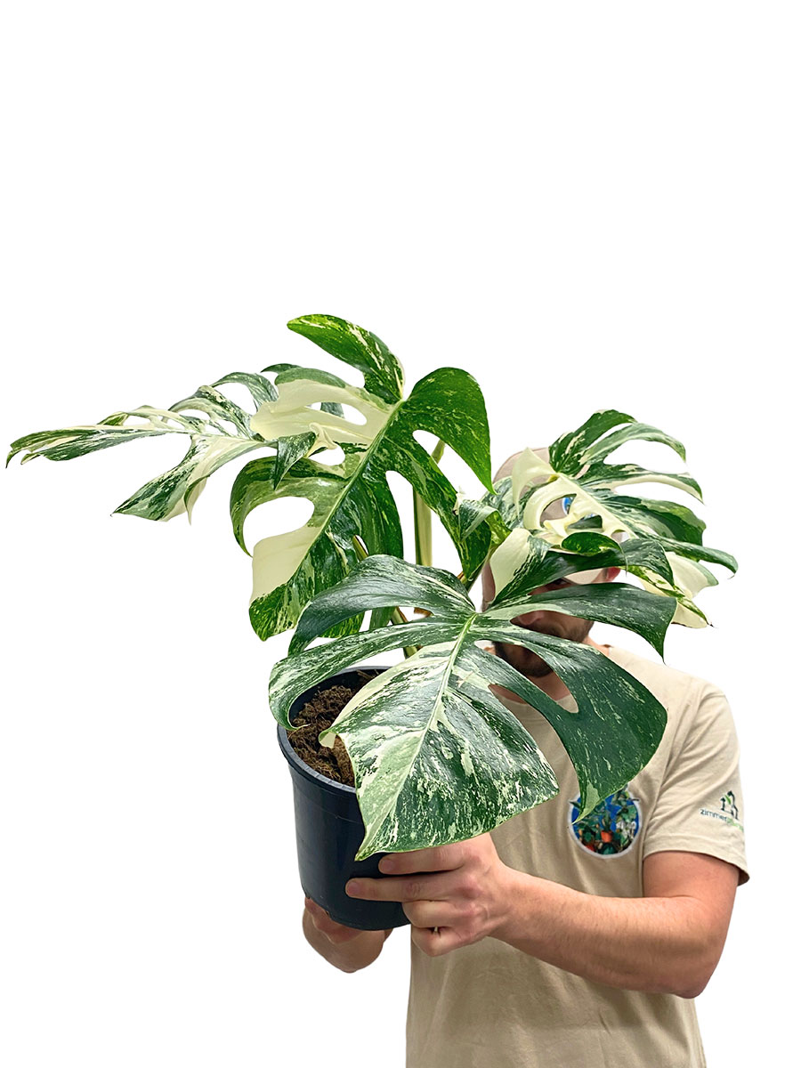 Originalpflanze - Monstera deliciosa variegata im Topf 19cm