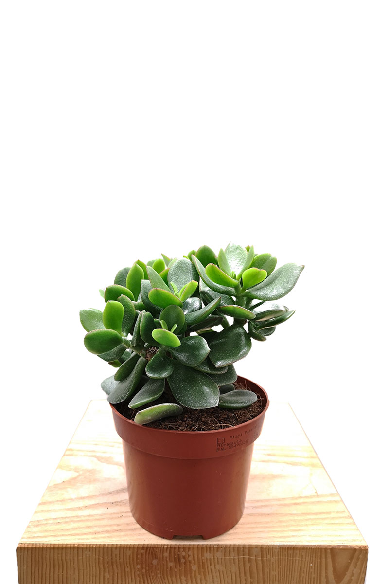 Geldbaum Crassula ovata Hulk