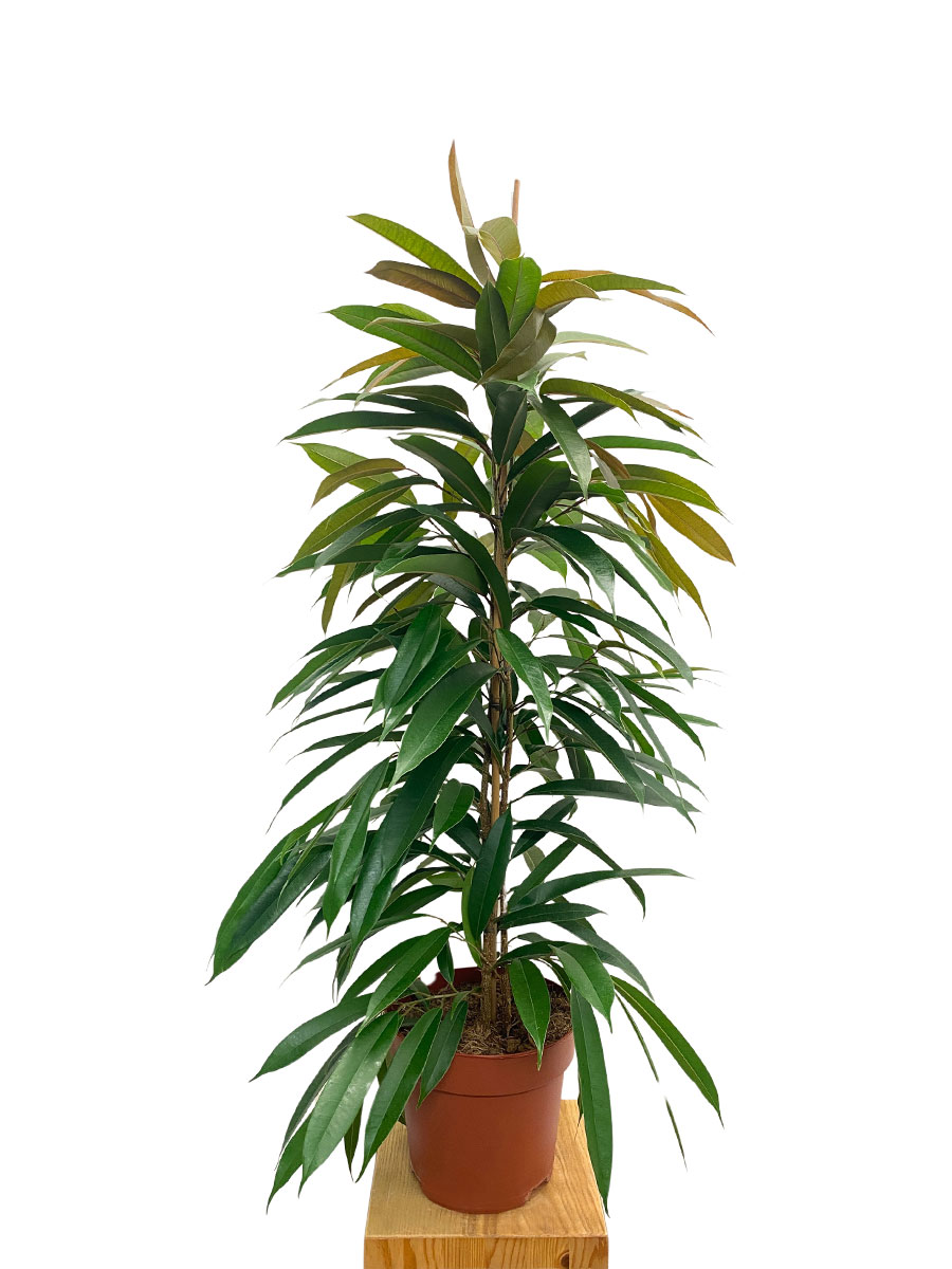 Oleanderfeige Ficus Amstel King 100-120cm