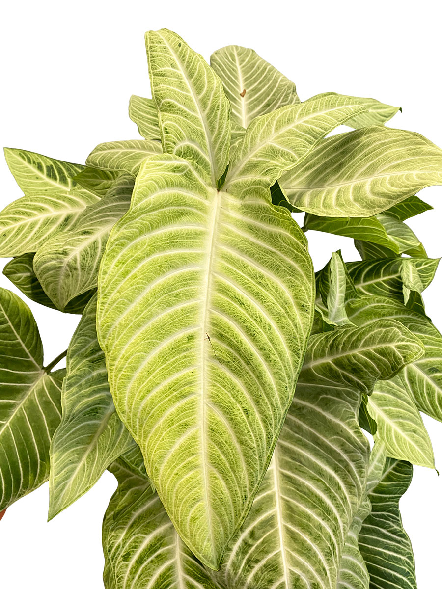 Xanthosoma Lindenii Mint