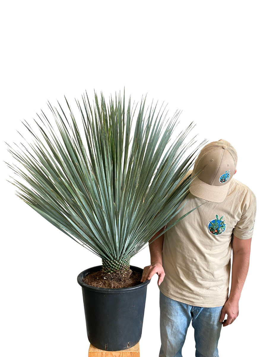 Yucca Rostrata XL
