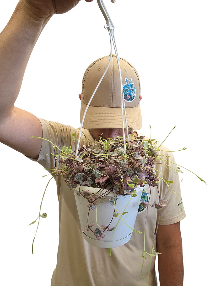 Hänger - Leuchterblume Ceropegia Variagata