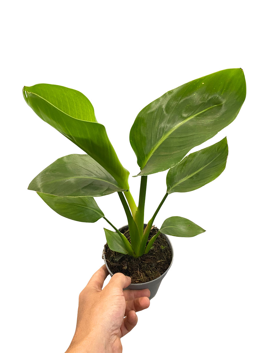 Strelitzia Nicolai - Ø13 cm