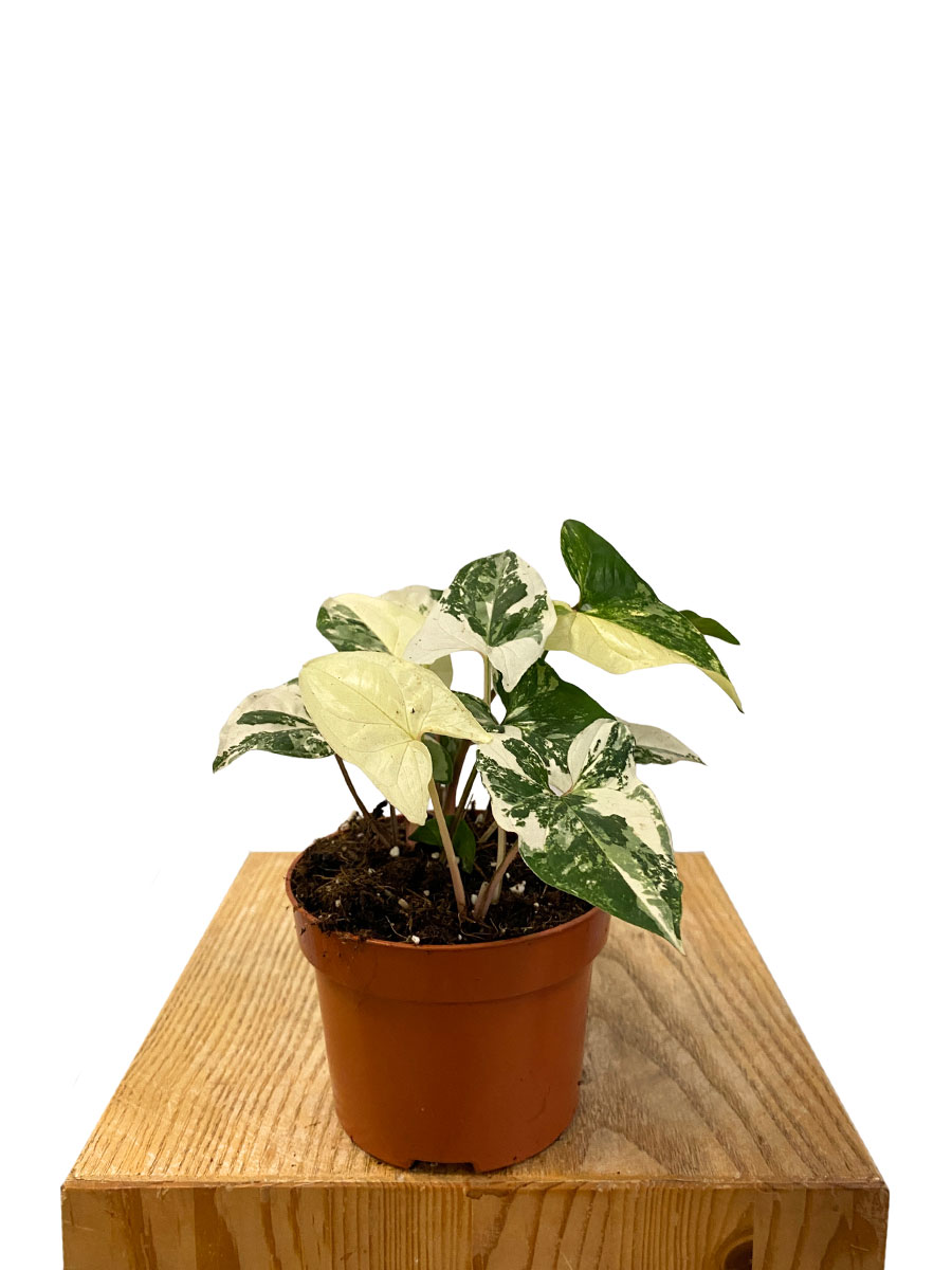 Syngonium Albo Variegata