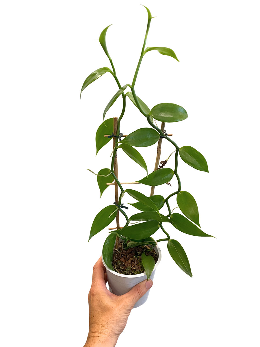 Vanilla Planifolia Orchidee