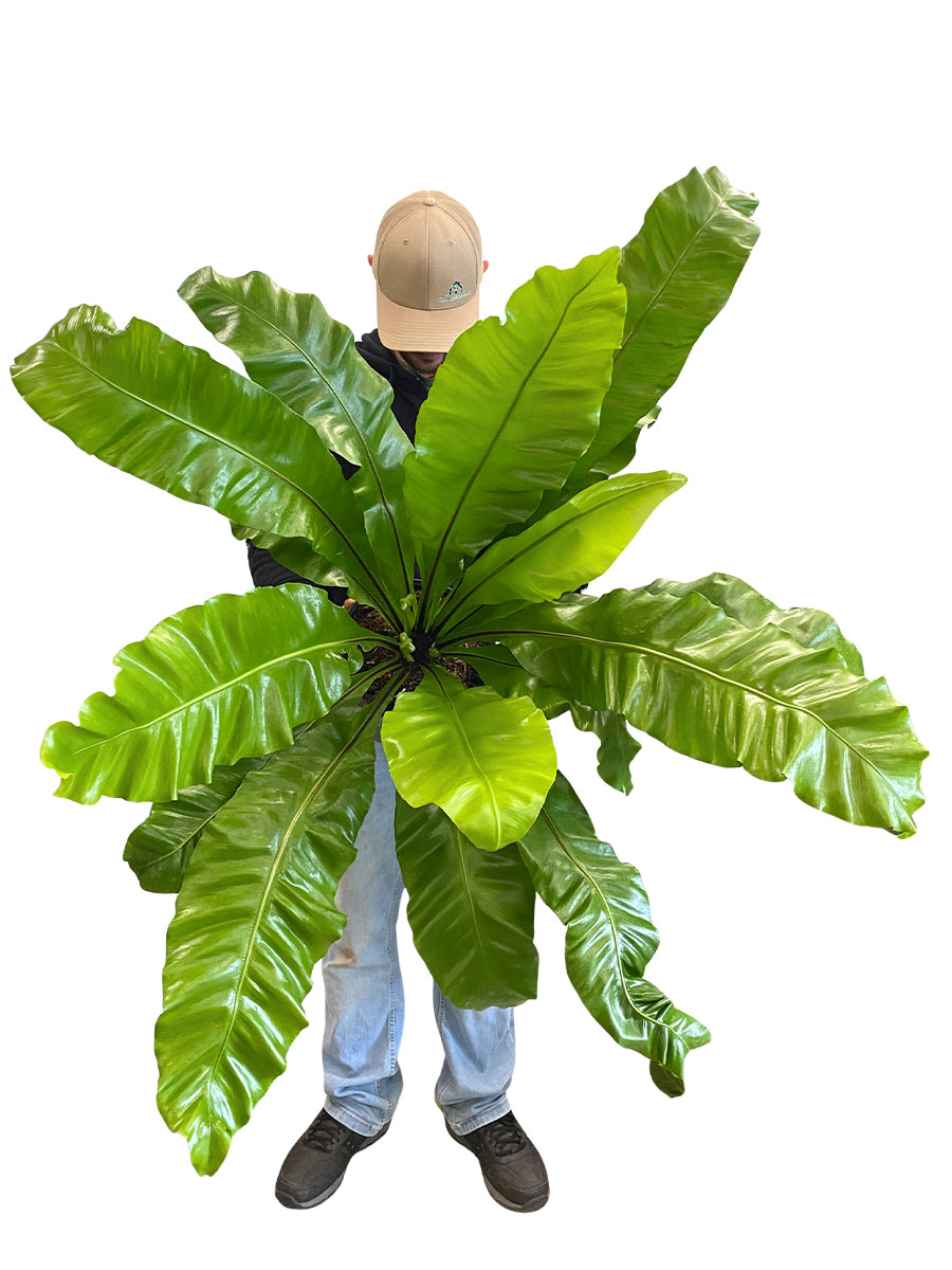 Nestfarn Asplenium Nidus - Gross