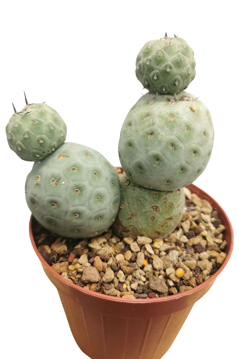 Tephrocactus geometricus f. hilflos