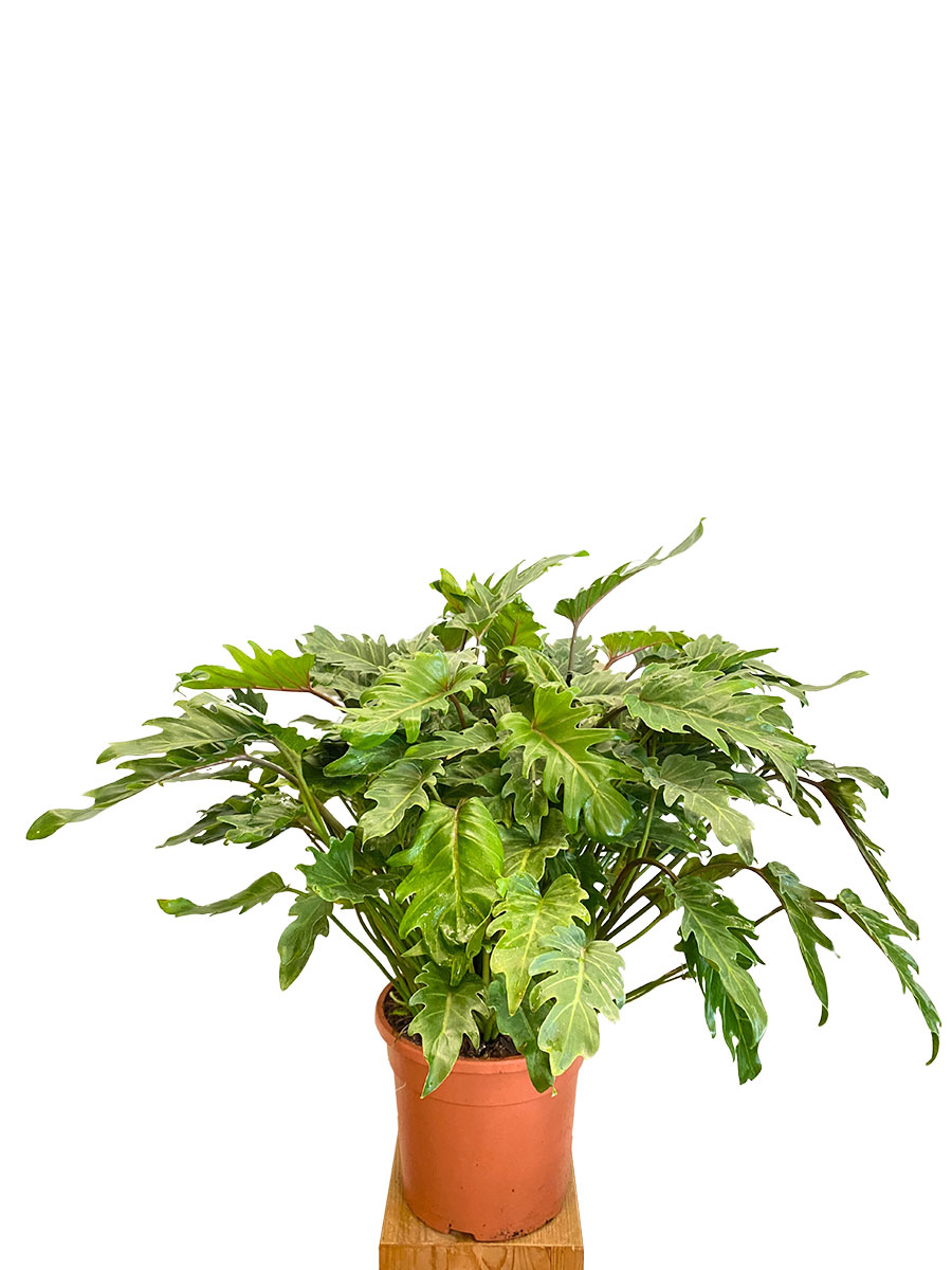 Philodendron Xanadu - Gross