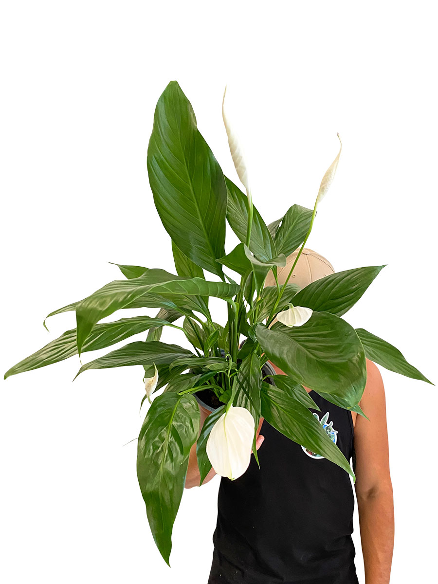 Spathiphyllum Wallisii - Ø17 cm