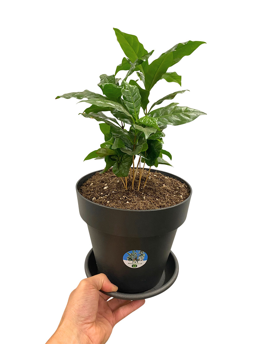Kaffeebaum Coffea Arabica XL
