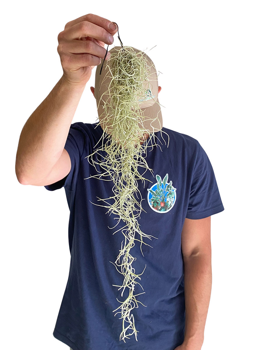 Baby Tillandsia Usneoides 