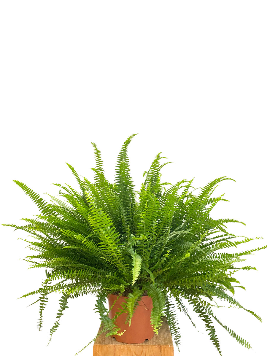 Nephrolepis Exaltata